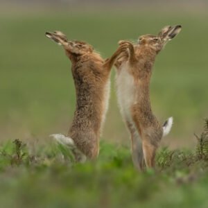Dancing Boxing Hares