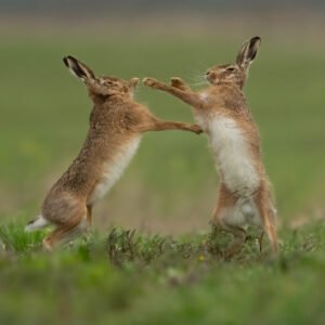 The Boxing Hares