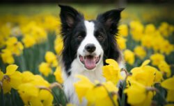 Border Collie 01