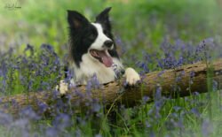 Border Collie 02