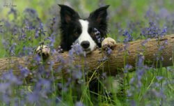 Border Collie 03