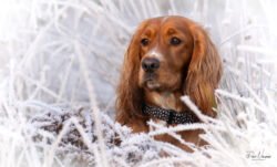 Working Cocker Spaniel 01