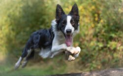 Border Collie 04