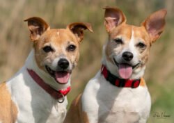 Jack Russells 01