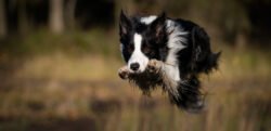 Border Collie 05