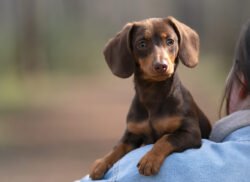 Dachshund 02