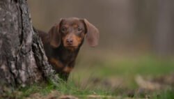 Dachshund 03